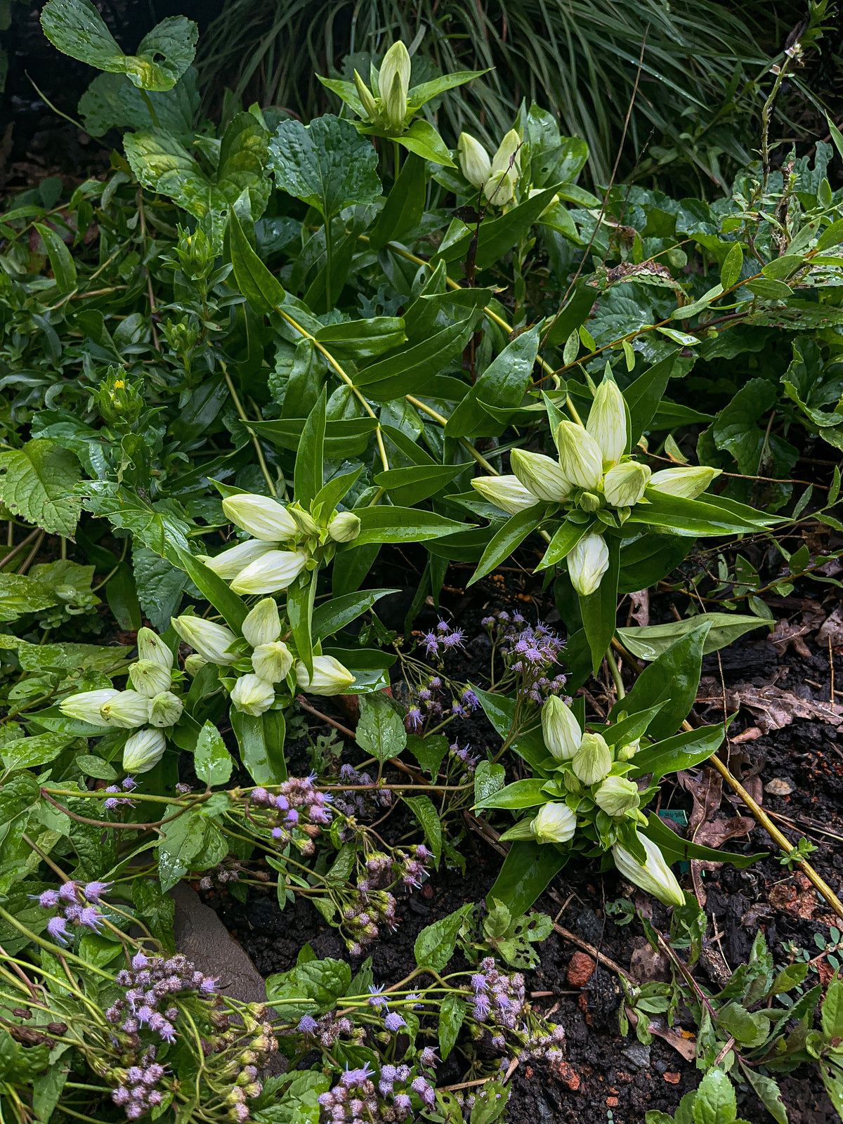 Gentiana alba