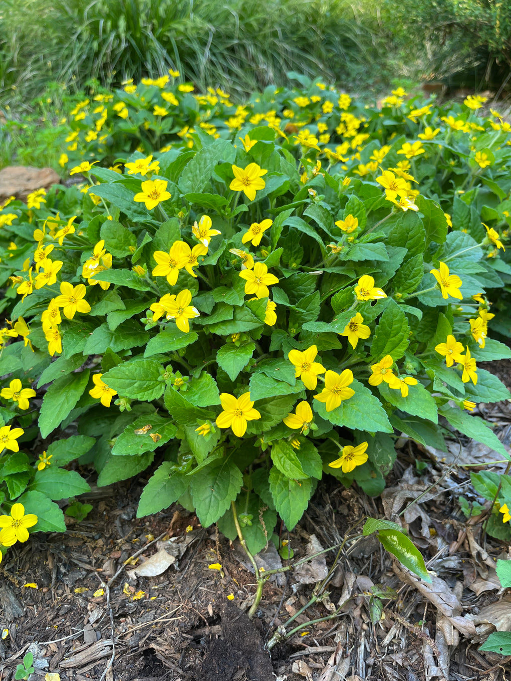 Chrysogonum virginianum  Flower of Carolina
