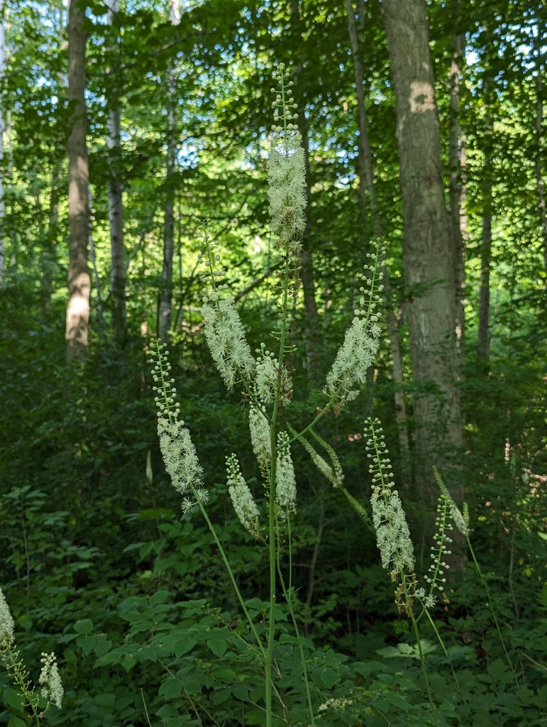 Actaea racemosa – Flower of Carolina