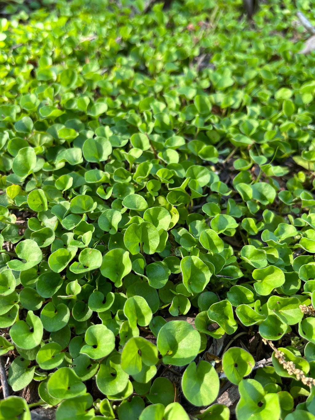 dichondra plant Dichondra carolinensis – Flower of Carolina