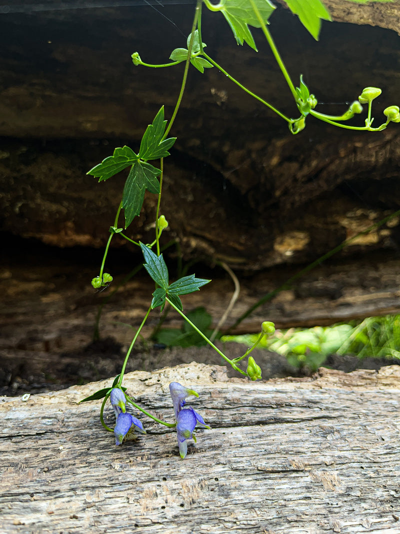 Aconitum uncinatum