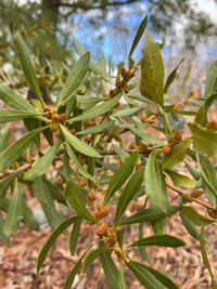 Morella cerifera