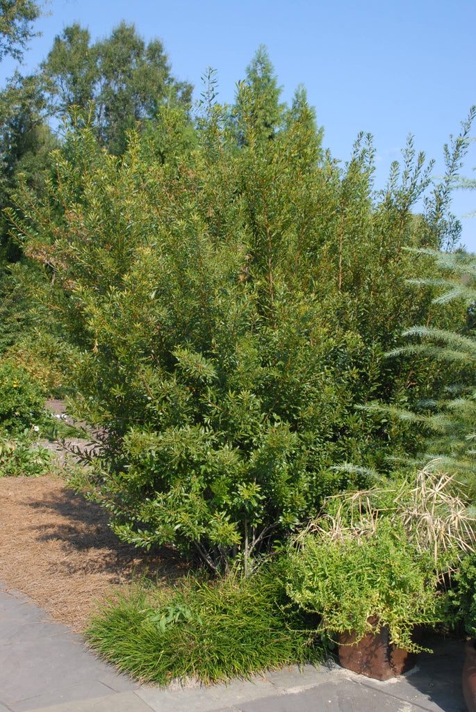 Morella cerifera