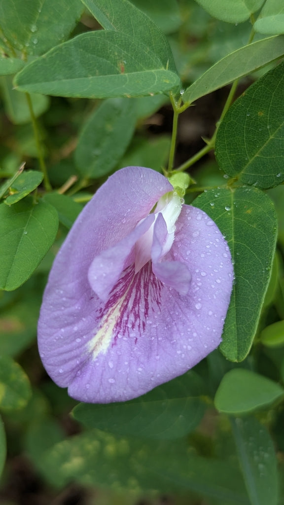clitoria flower seeds Clitoria mariana