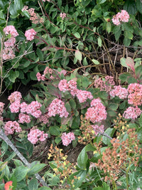 Hylotelephium telephioides