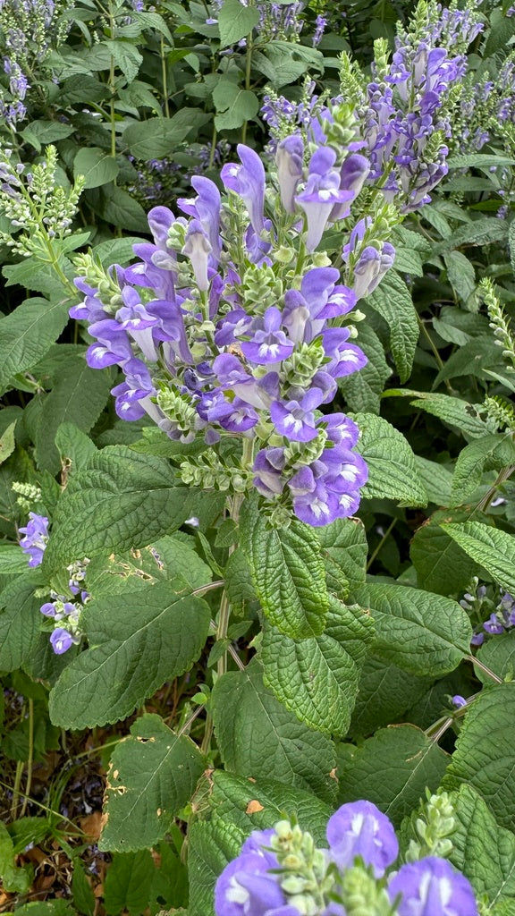 scutellaria altissima Scutellaria incana