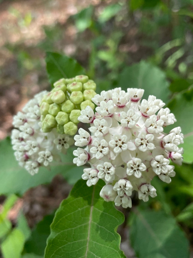 a variegata Asclepias variegata