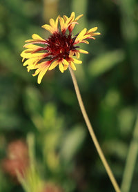 Gaillardia aestivalis