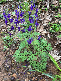 Delphinium tricorne