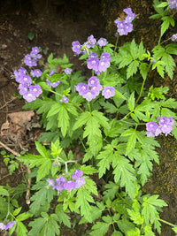 Phacelia bipinnatifida