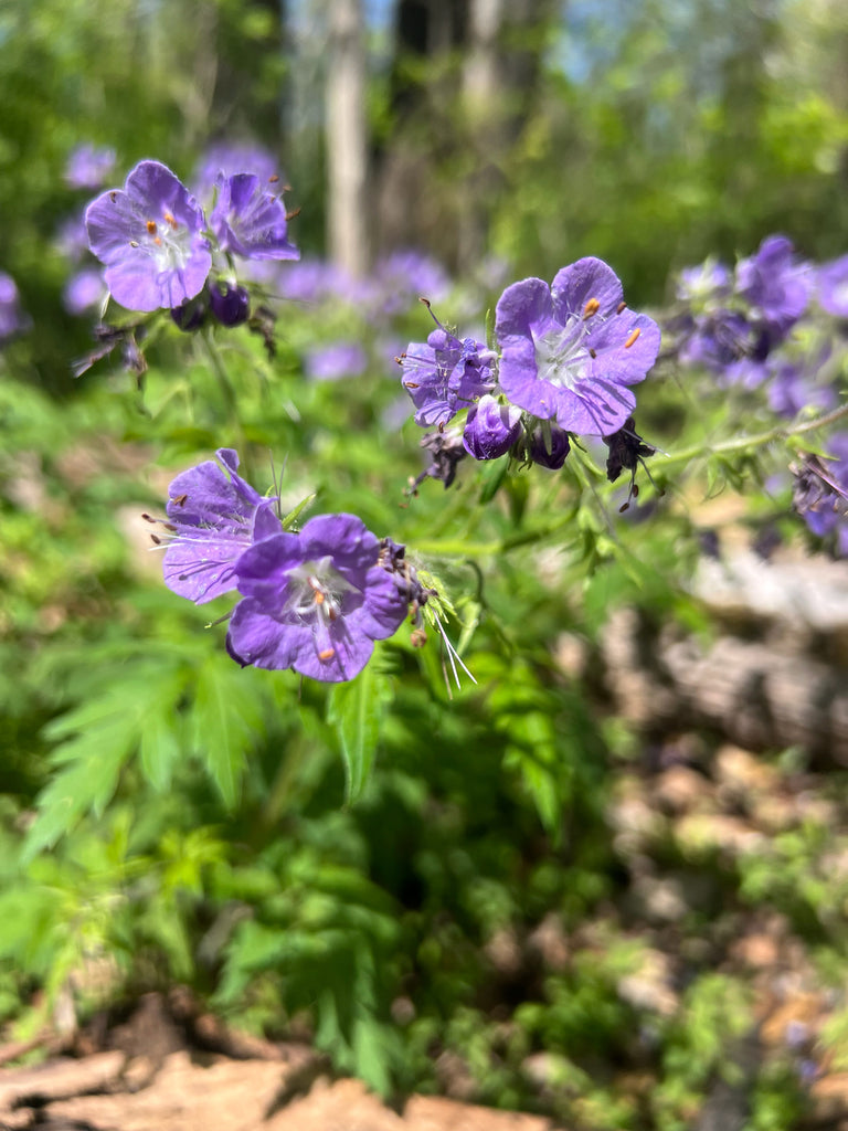Phacelia bipinnatifida