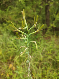 Manfreda virginica