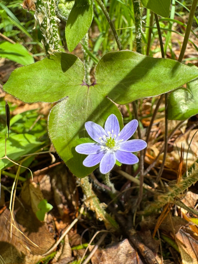Hepatica acutiloba – Flower of Carolina