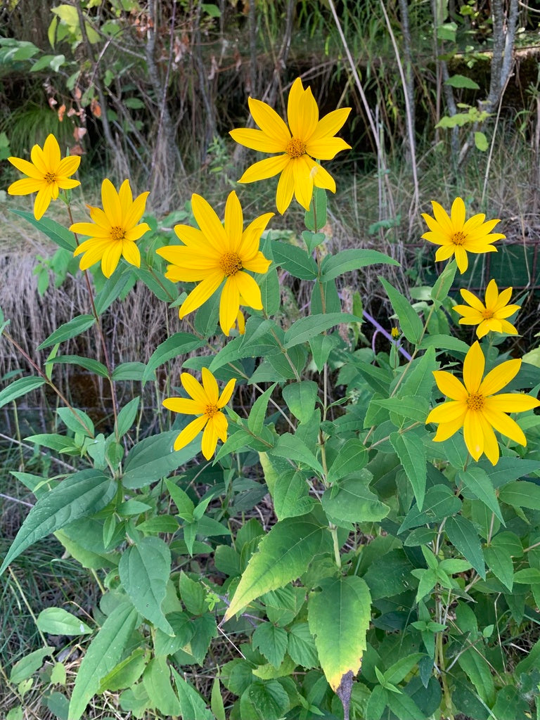 Helianthus divaricatus  Flower of Carolina