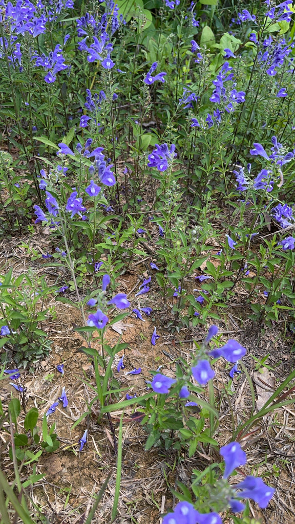 Salvia azurea – Flower of Carolina