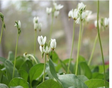 Dodecatheon meadia – Flower of Carolina