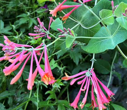 Lonicera sempervirens Major Wheeler | Coral Honeysuckle
