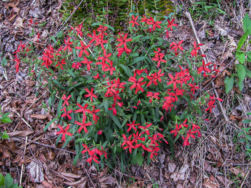 fire pink wildflower seeds Silene virginica