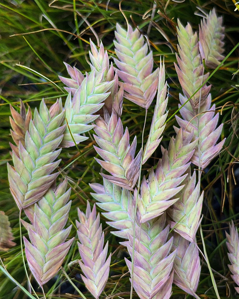 Grasses, Sedges, & Rushes