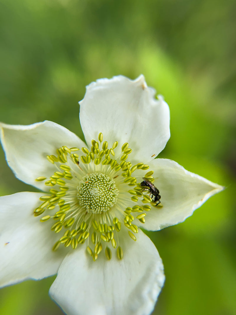 Wildflowers