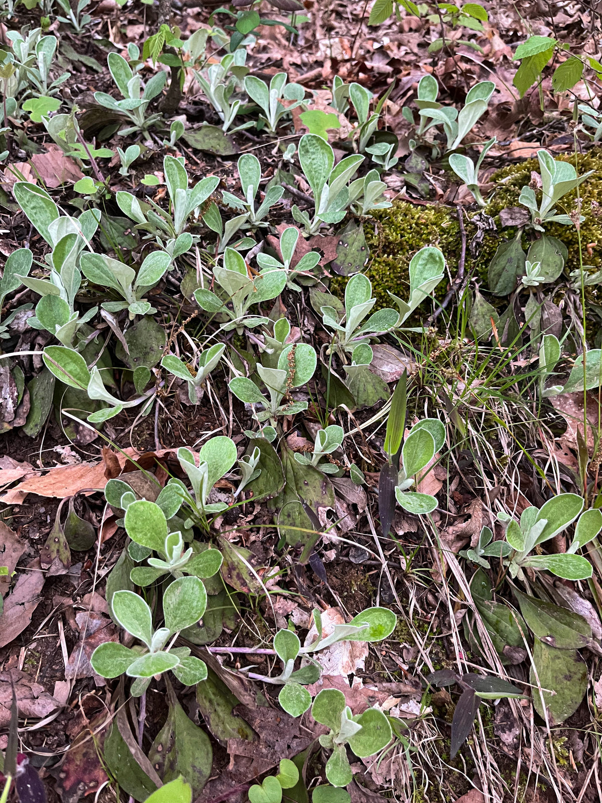 Antennaria parlinii