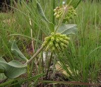 Asclepias viridiflora