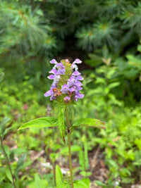 Prunella vulgaris var.lanceolata