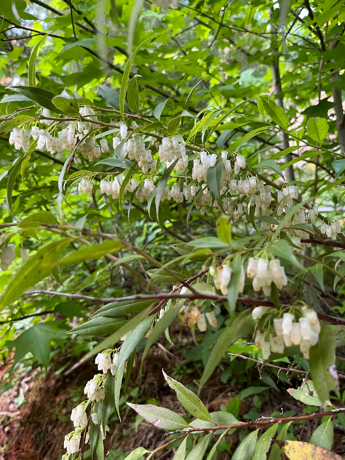 Agarista populifolia