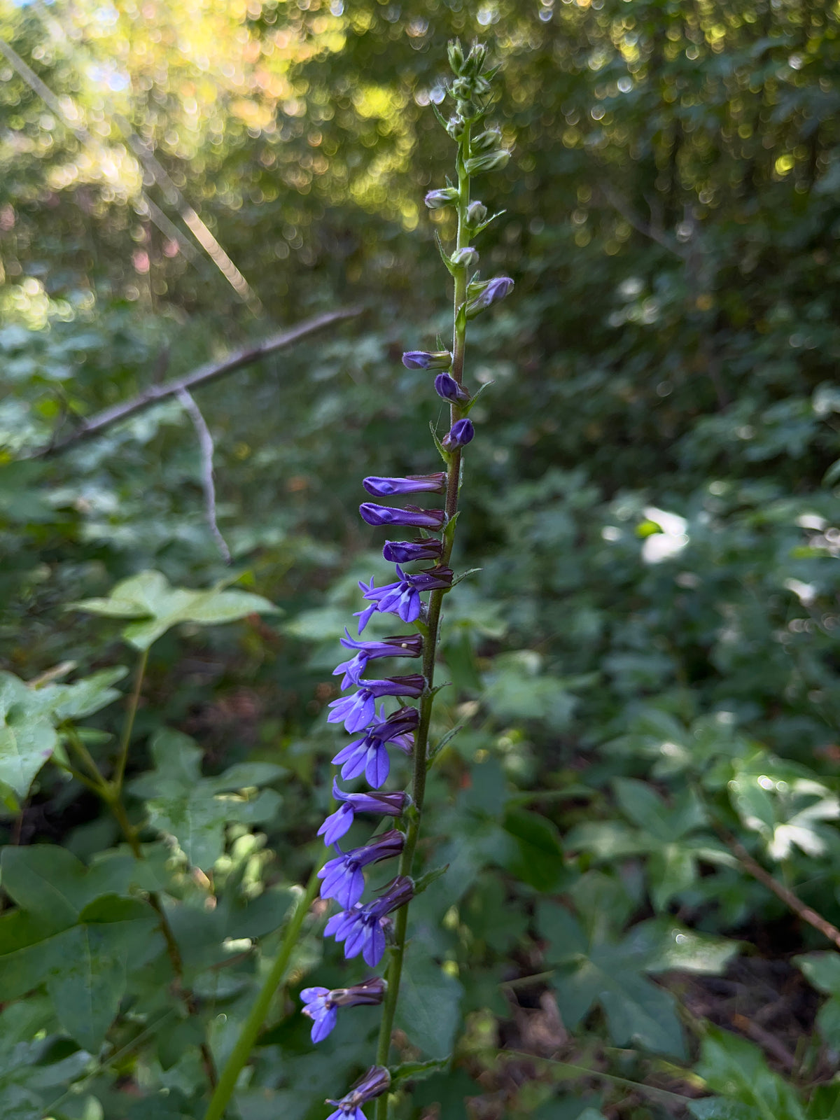 Lobelia puberula