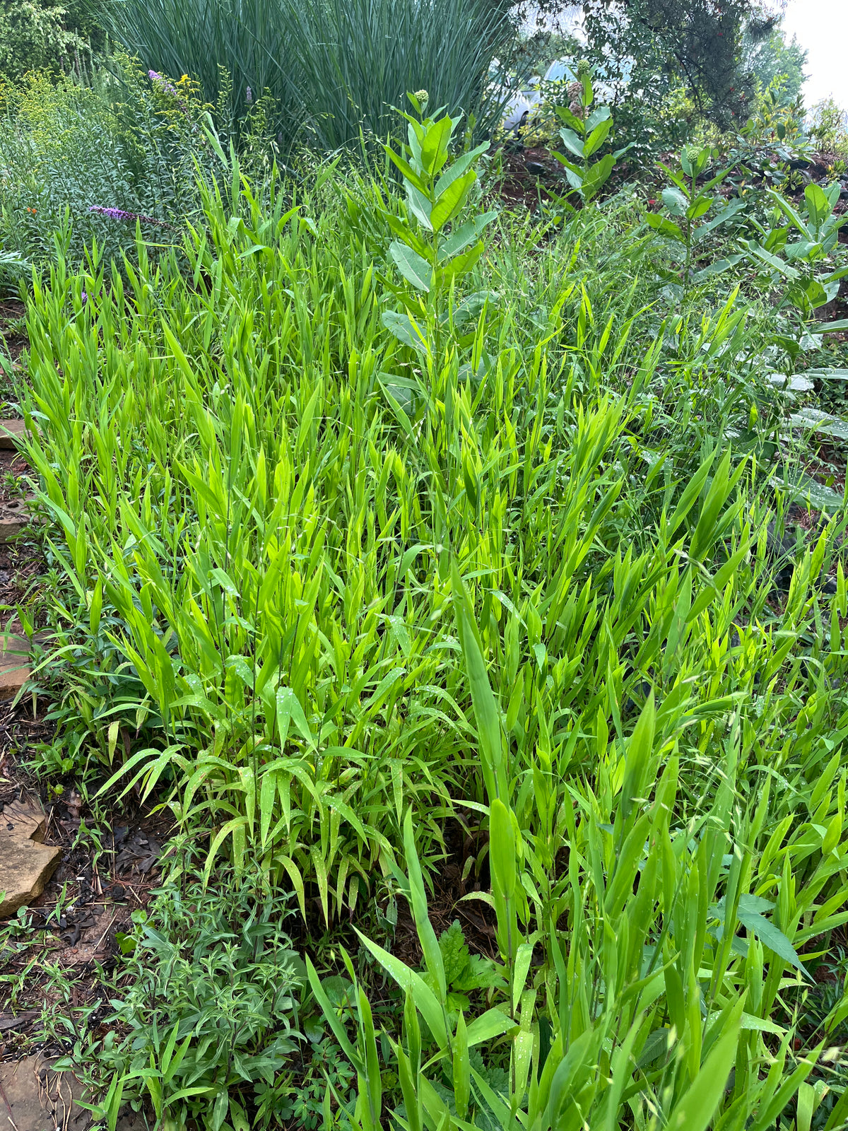 Chasmanthium latifolium