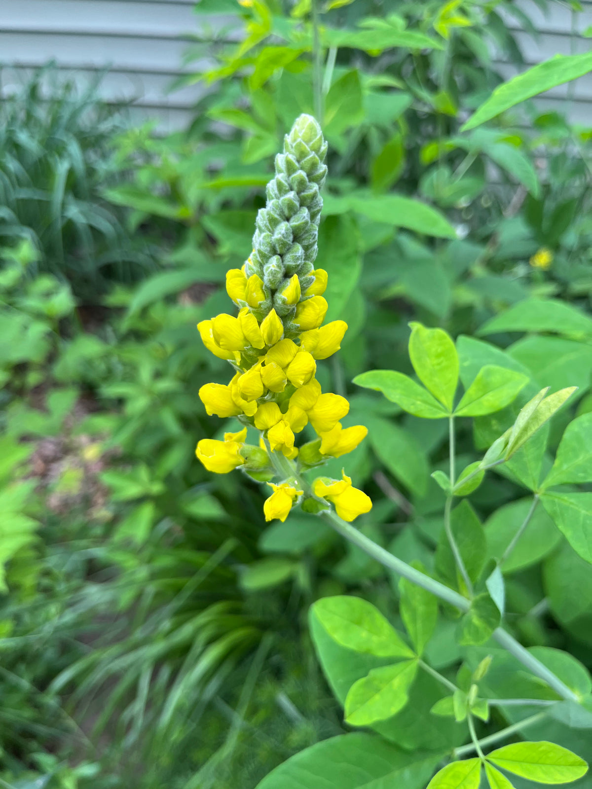 Thermopsis villosa