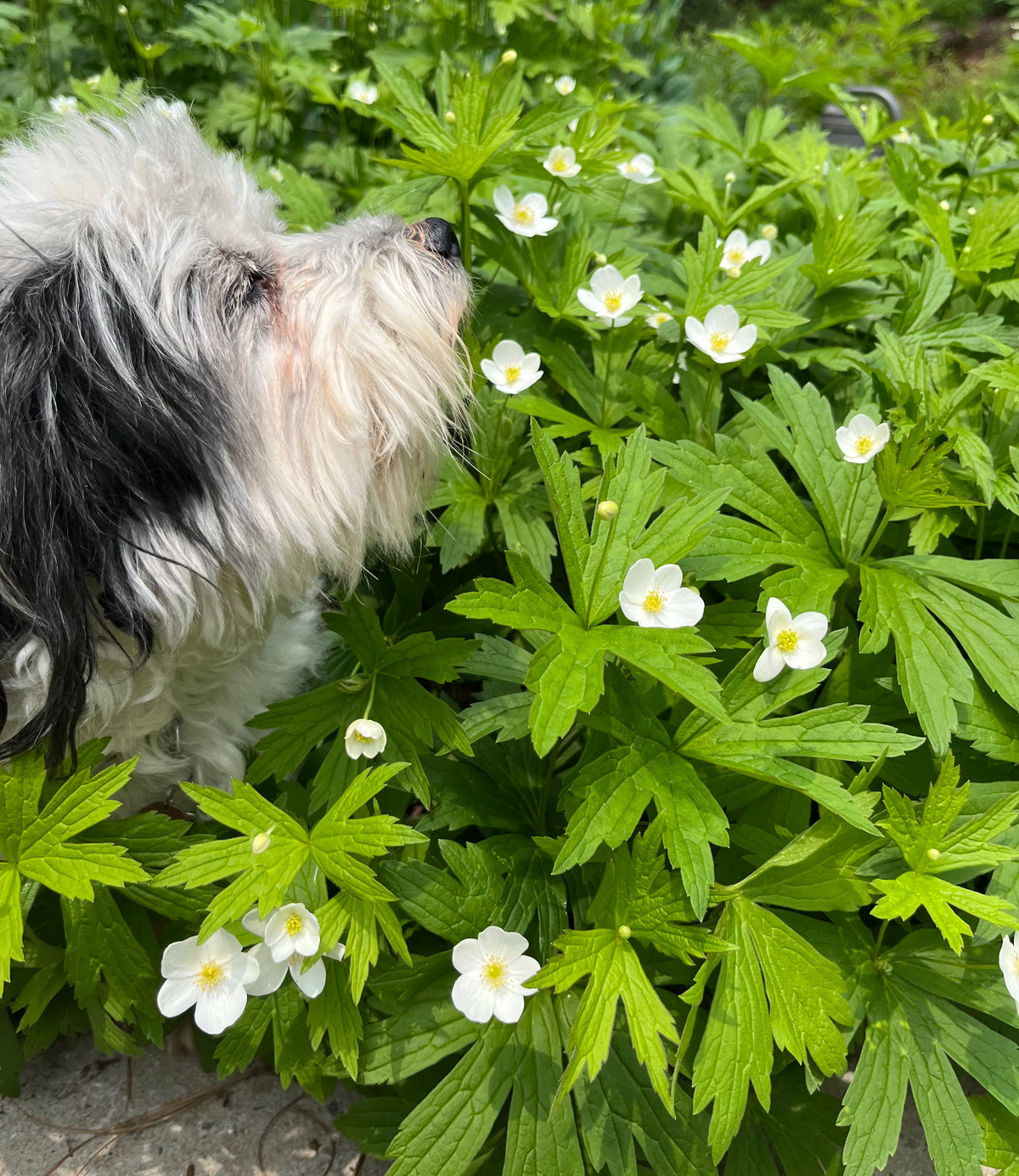 Anemone canadense