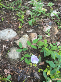 Clitoria mariana
