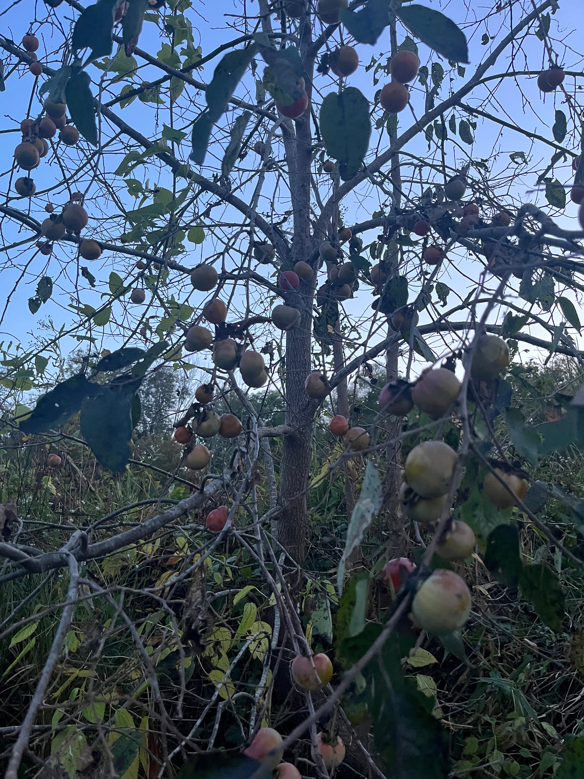 Diospyros virginiana / American Persimmon (Ebony Family)