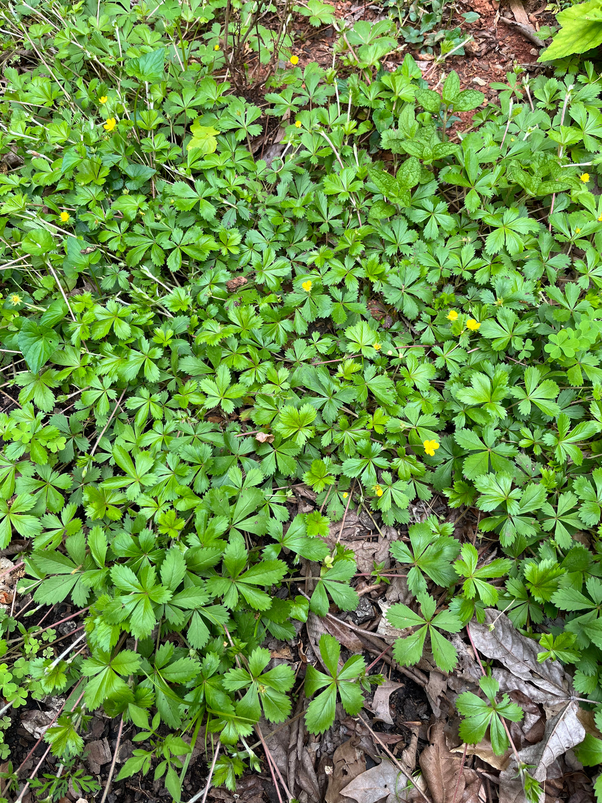 Potentilla canadensis