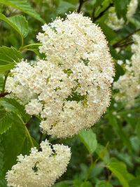 Viburnum dentatum