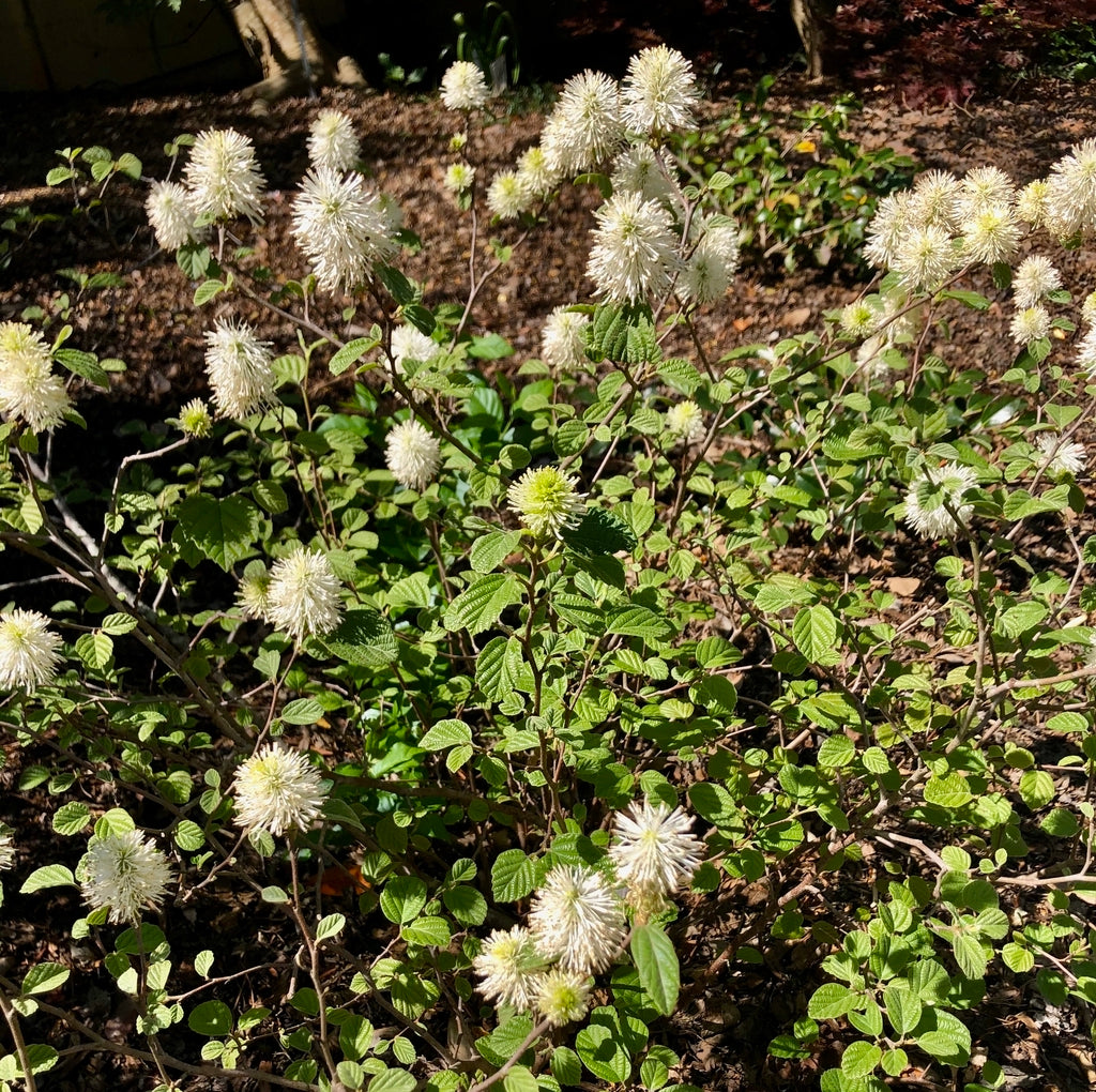 Fothergilla gardenii