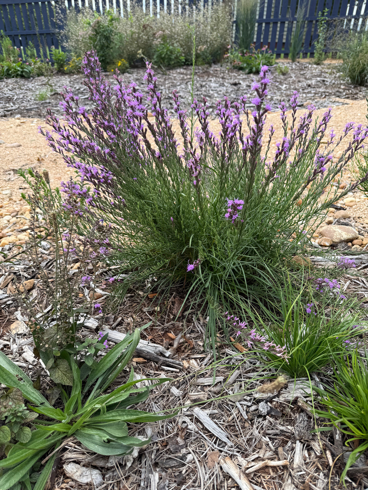 Liatris microcephala