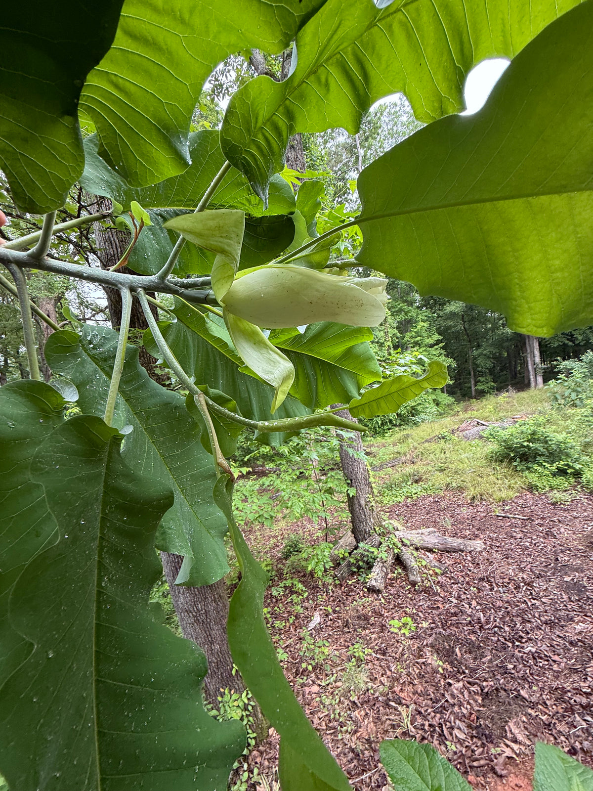 Magnolia macrophylla