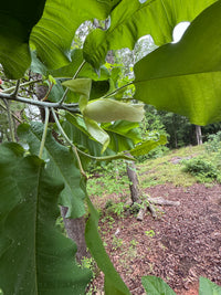 Magnolia macrophylla