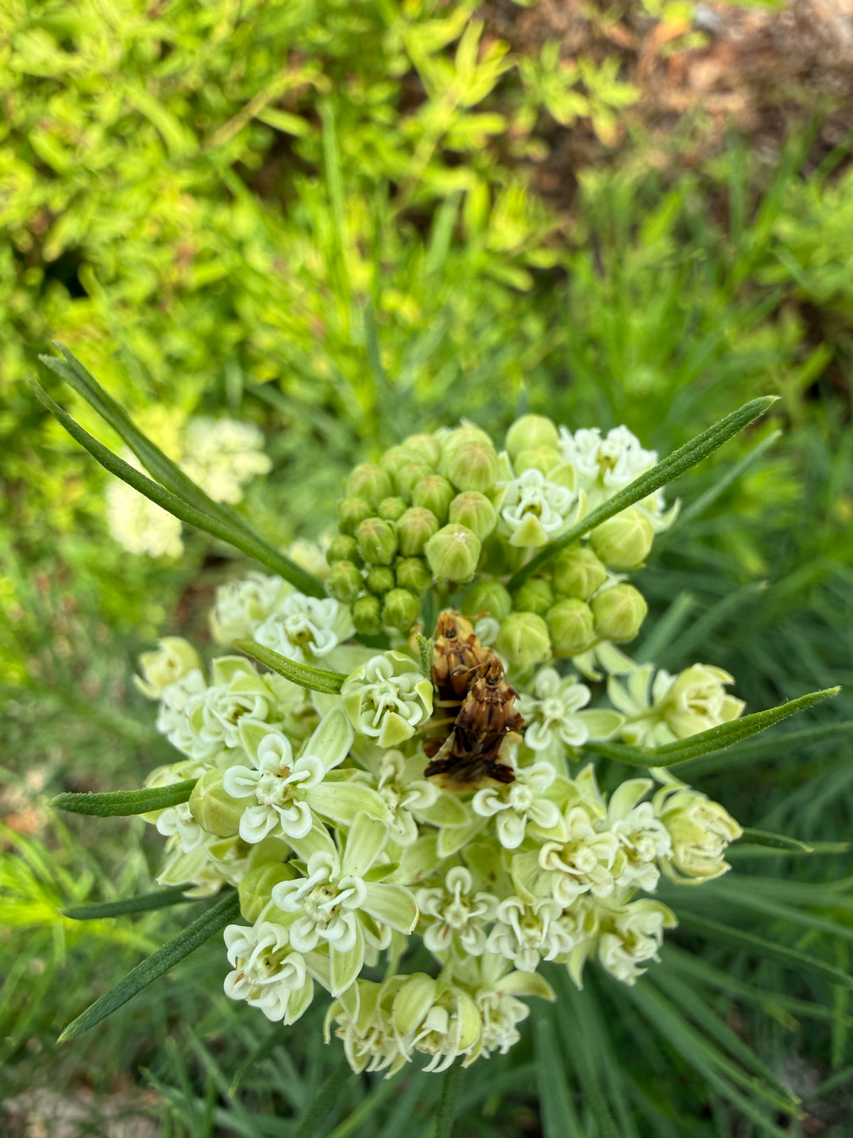 Asclepias verticillata