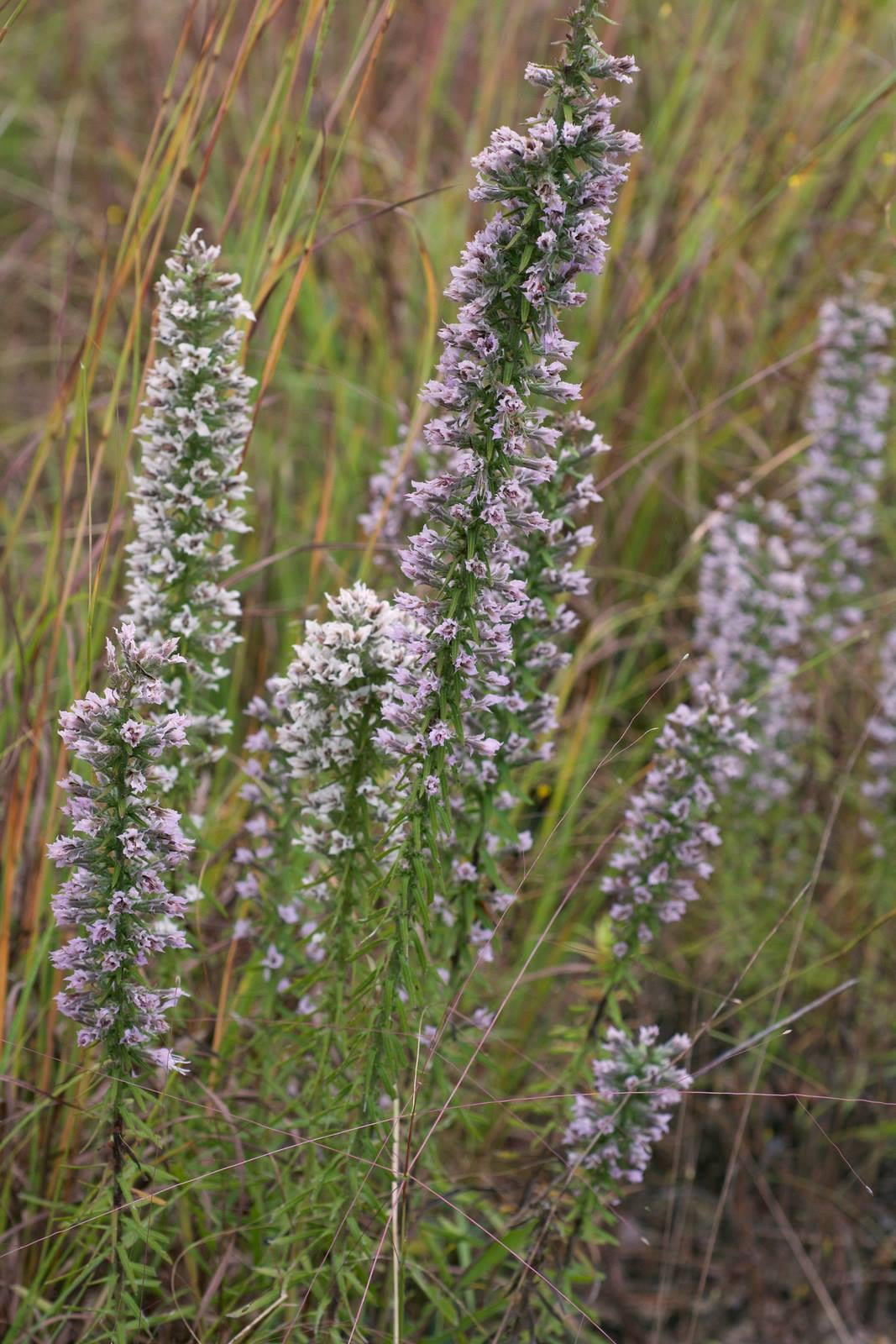 Liatris elegans