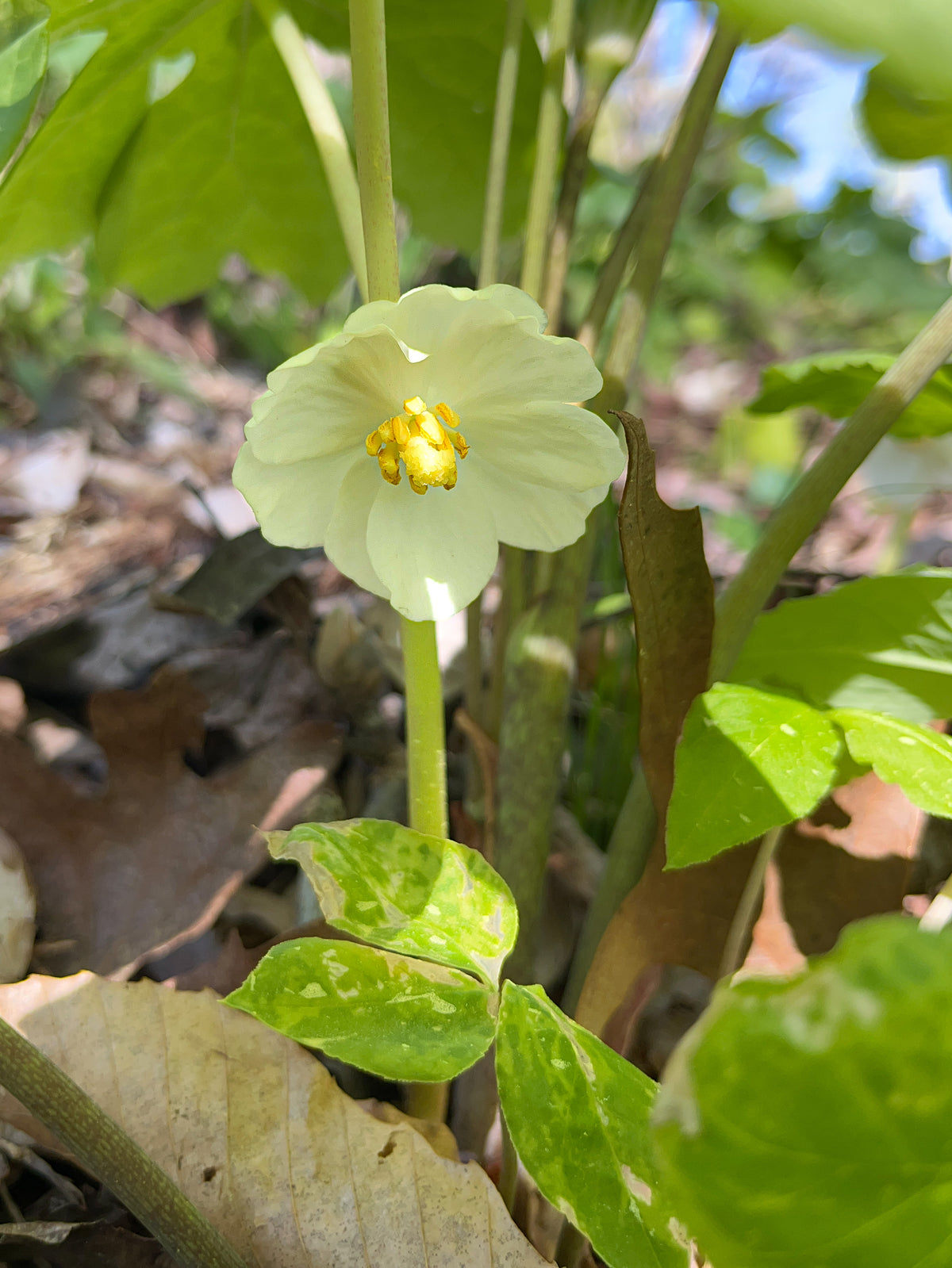 Podophyllum peltatum