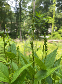 Spigelia marilandica