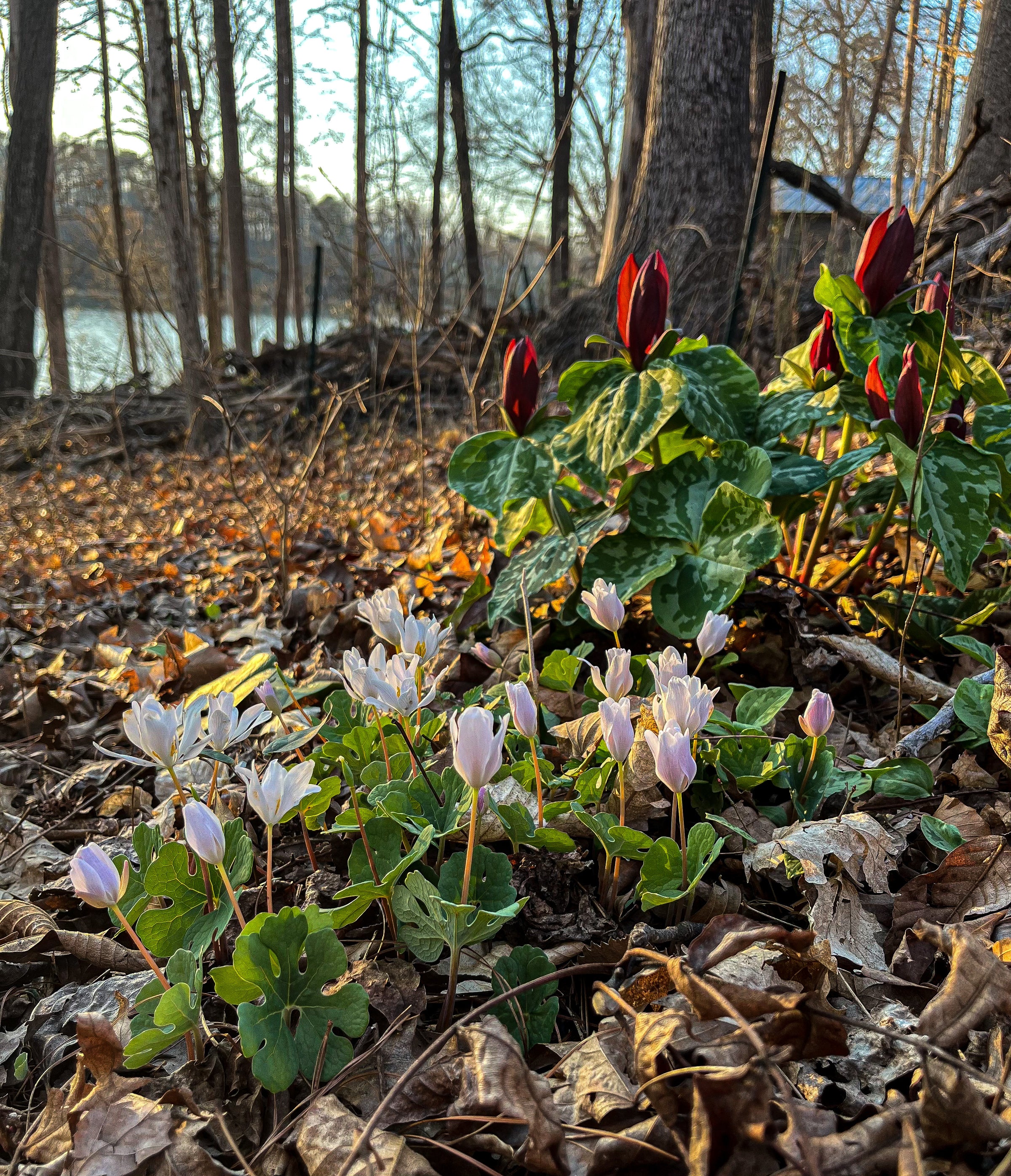planting trillium seeds Trillium cuneatum – Flower of Carolina