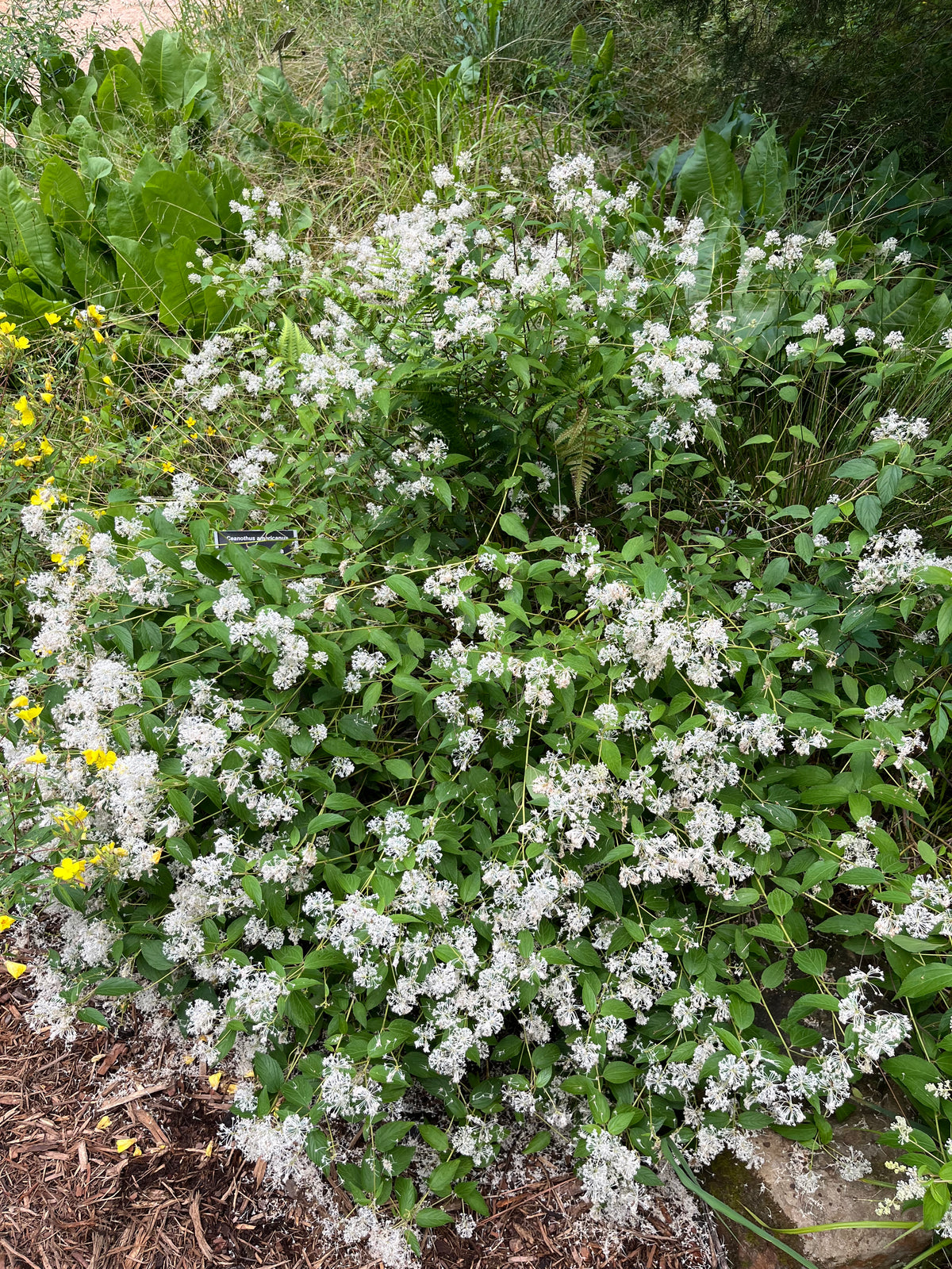 Ceanothus americanus