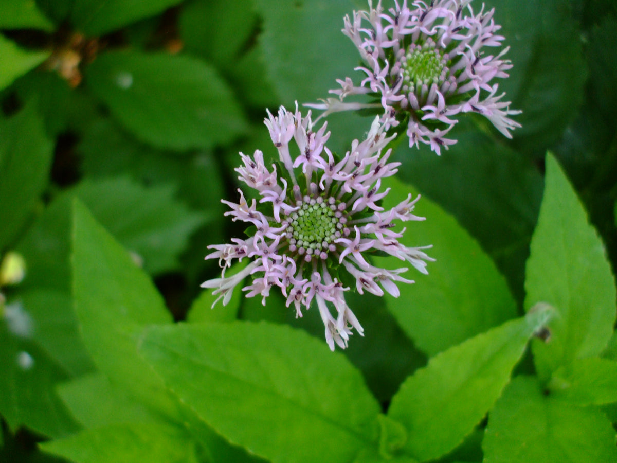 Marshallia grandiflora