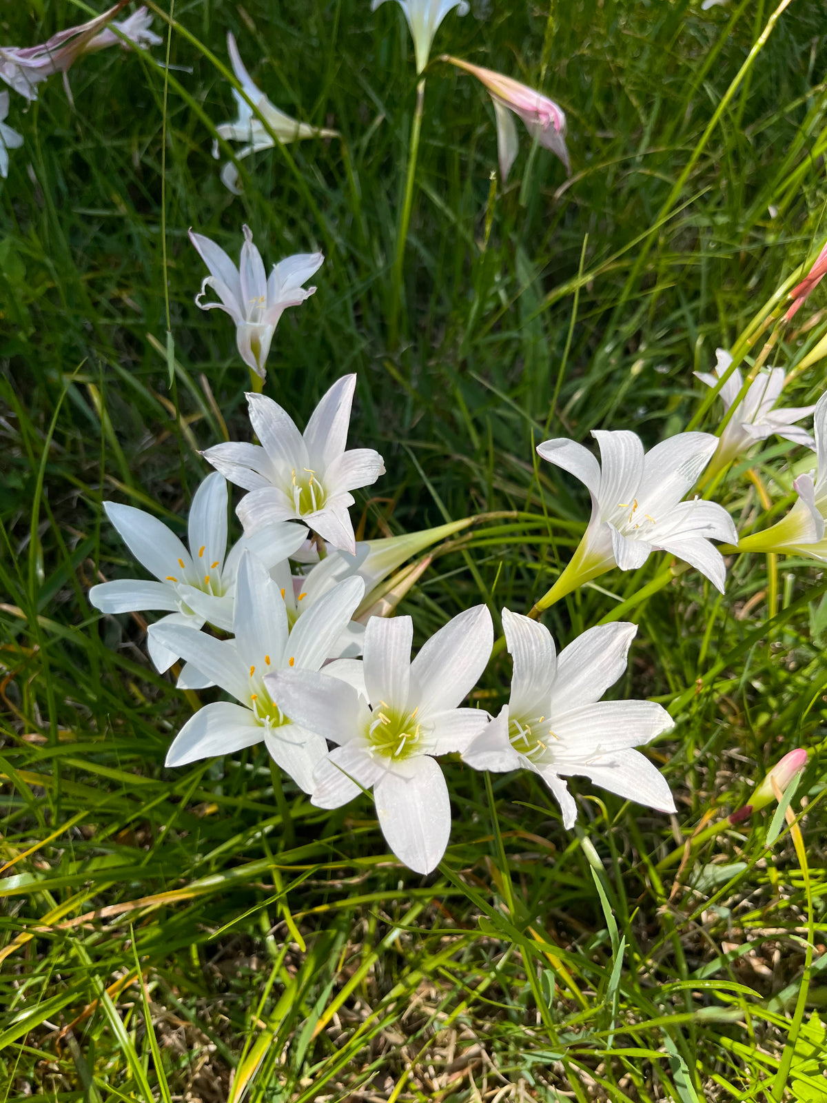 lily anthem flower Zephyranthes atamasco – Flower of Carolina