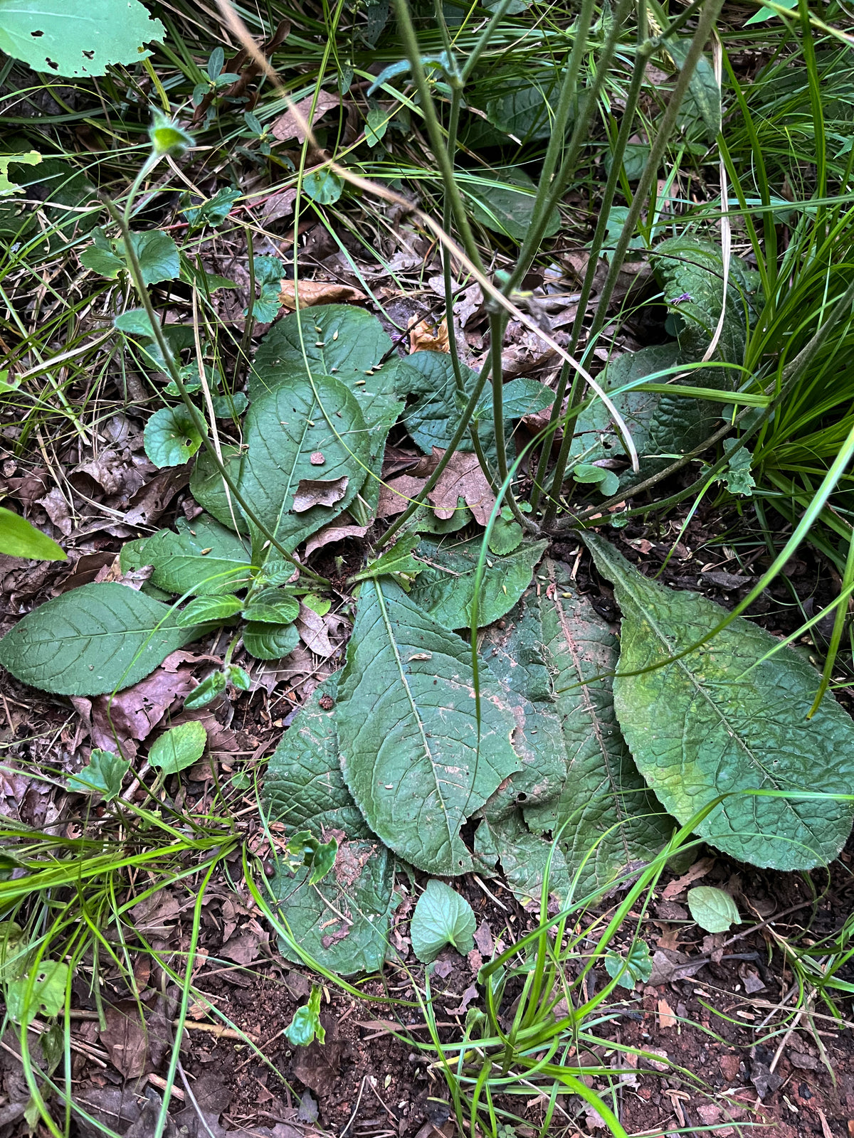 Elephantopus tomentosus