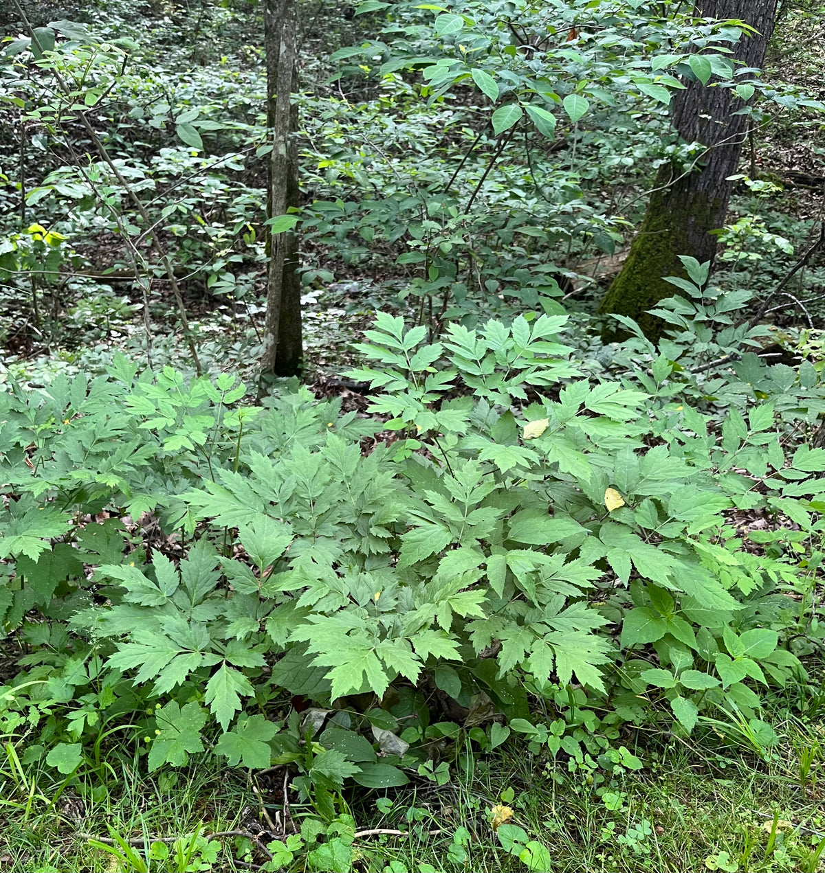 Actaea racemosa